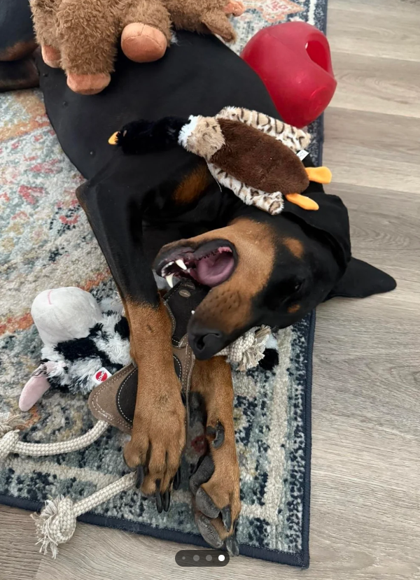 Cheezburger Image 10613031680