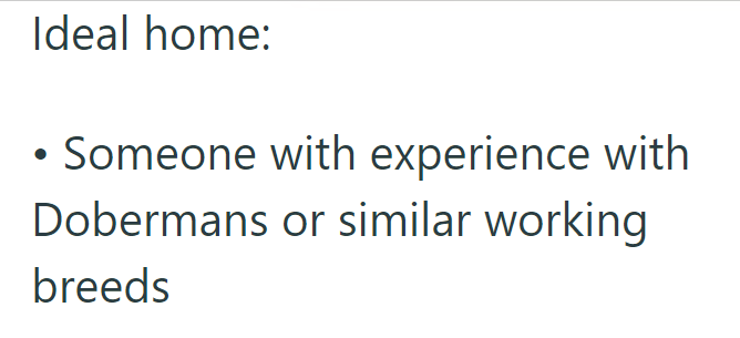 Ideal home: Someone with experience with Dobermans or similar working breeds