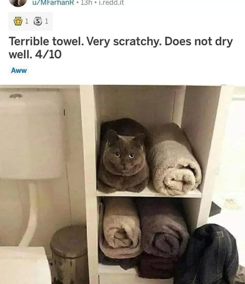 u/MFarhanR⚫ 13h • i.redd.it 1 1 Terrible towel. Very scratchy. Does not dry well. 4/10 Aww
