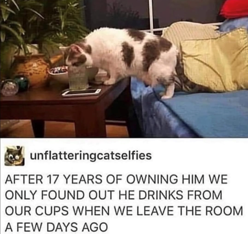 unflatteringcatselfies AFTER 17 YEARS OF OWNING HIM WE ONLY FOUND OUT HE DRINKS FROM OUR CUPS WHEN WE LEAVE THE ROOM A FEW DAYS AGO