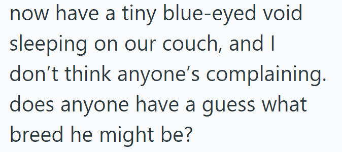 now have a tiny blue-eyed void sleeping on our couch, and I don't think anyone's complaining. does anyone have a guess what breed he might be?