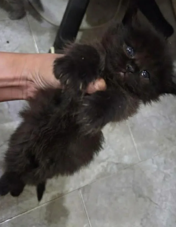 Cheezburger Image 10613049856