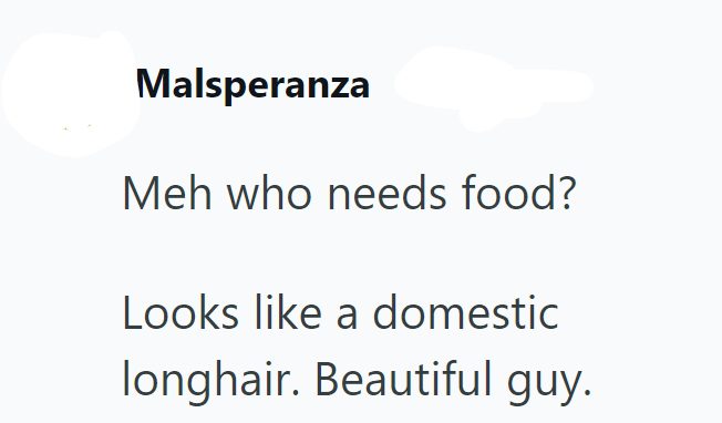Malsperanza Meh who needs food? Looks like a domestic longhair. Beautiful guy.