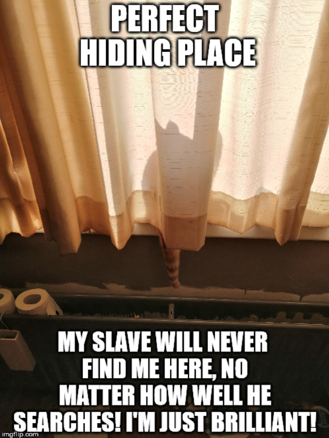 PERFECT HIDING PLACE MY SLAVE WILL NEVER FIND ME HERE, NO MATTER HOW WELL HE SEARCHES! I'M JUST BRILLIANT! imgflip.com