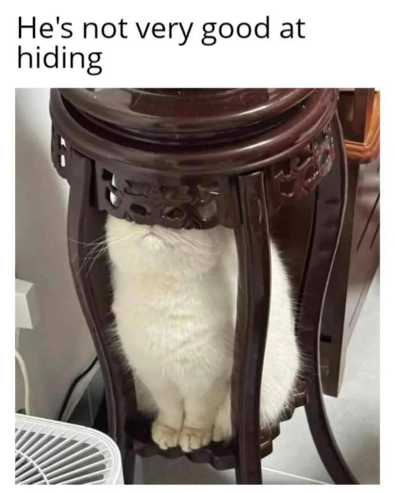 He's not very good at hiding