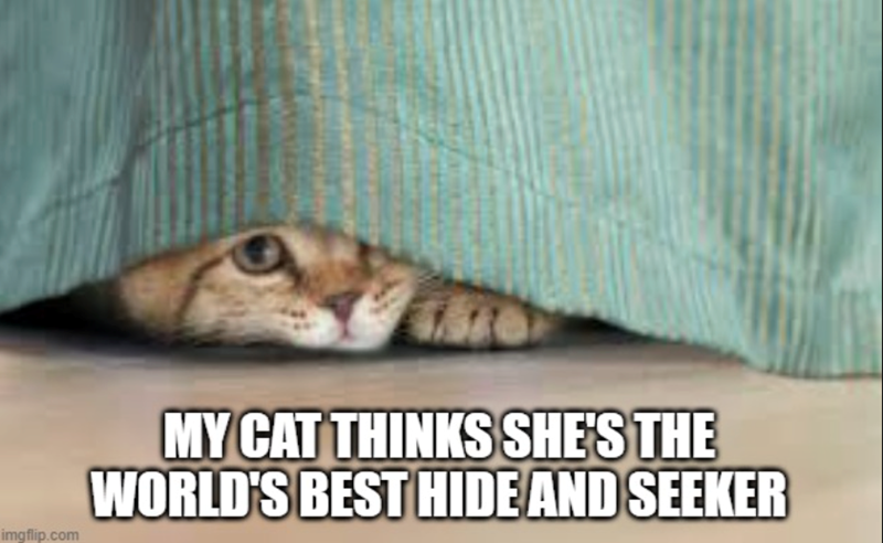 imgflip.com MY CAT THINKS SHE'S THE WORLD'S BEST HIDE AND SEEKER