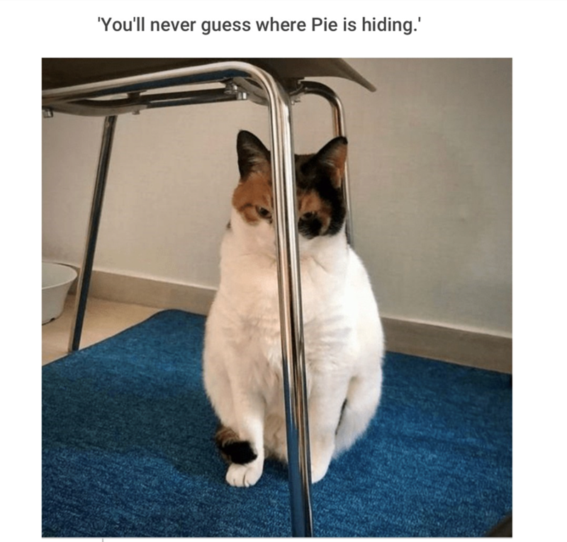 'You'll never guess where Pie is hiding.'