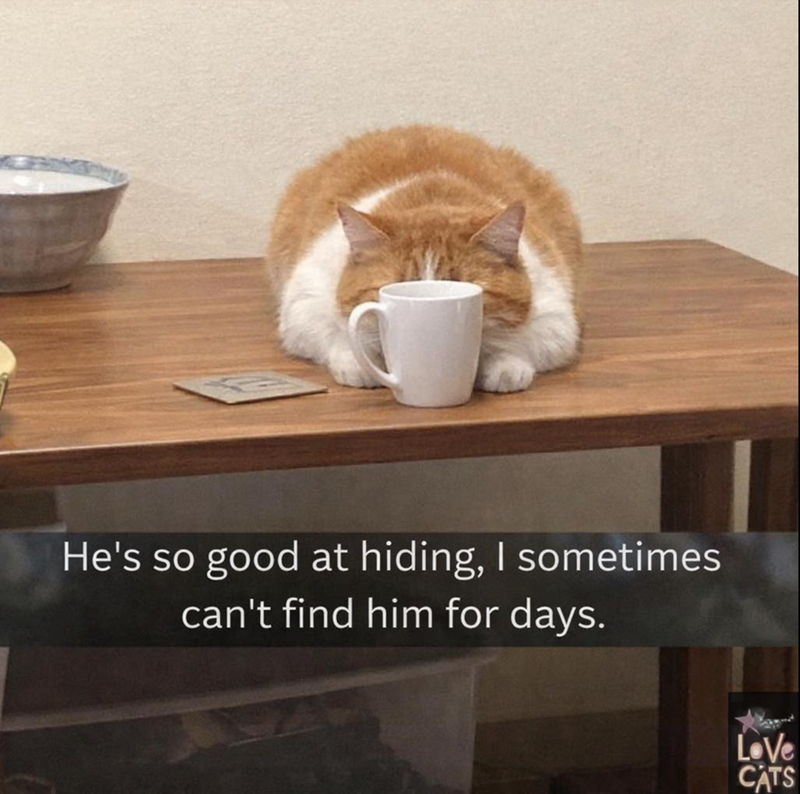 He's so good at hiding, I sometimes can't find him for days. LoVe CATS