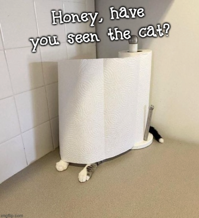 imgflip.com Honey, have you seen the cat?