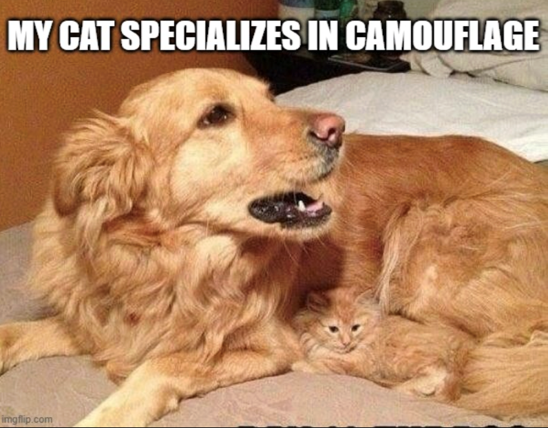 MY CAT SPECIALIZES IN CAMOUFLAGE imgflip.com