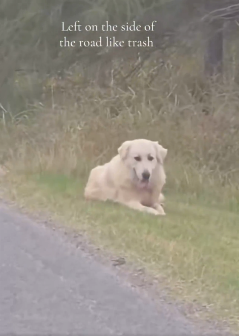 Left on the side of the road like trash