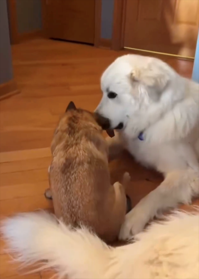 Cheezburger Image 10613055232