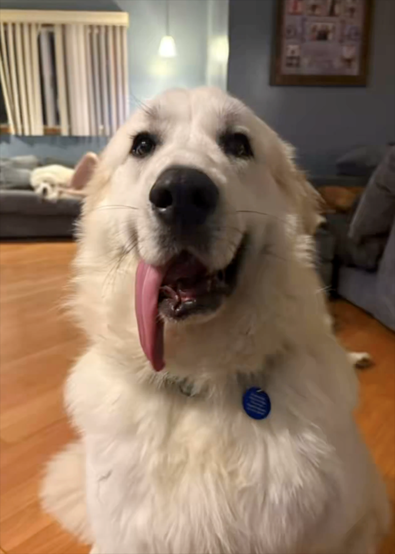 Cheezburger Image 10613055744