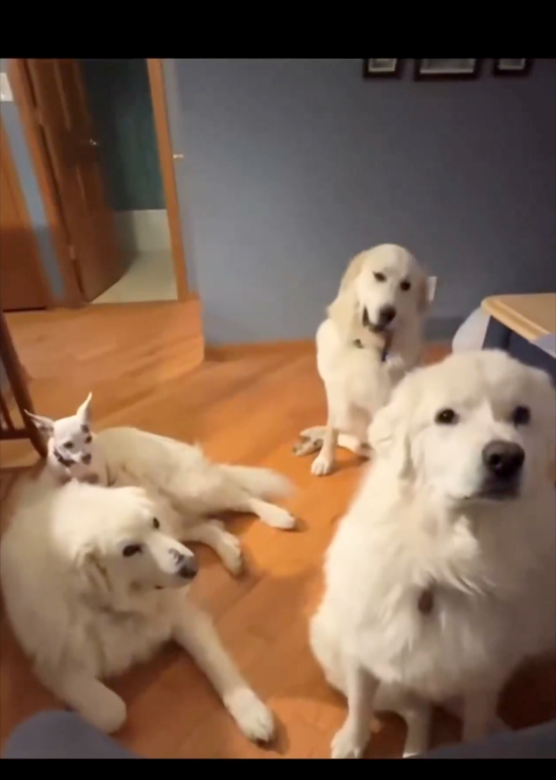 Cheezburger Image 10613057024