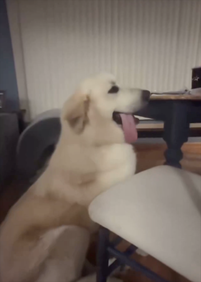 Cheezburger Image 10613057280