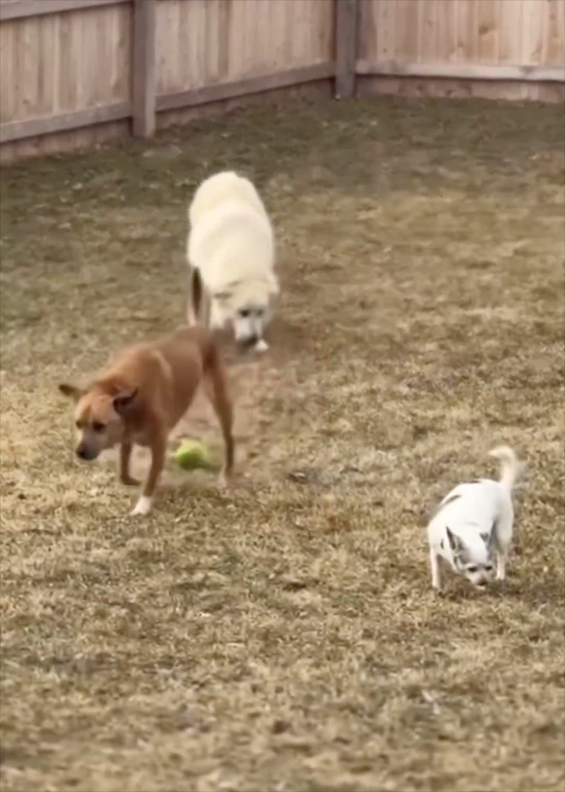 Cheezburger Image 10613057536