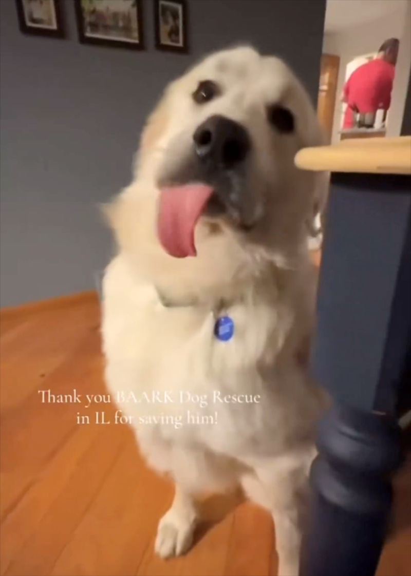 Thank you BAARK Dog Rescue in IL for saving him!