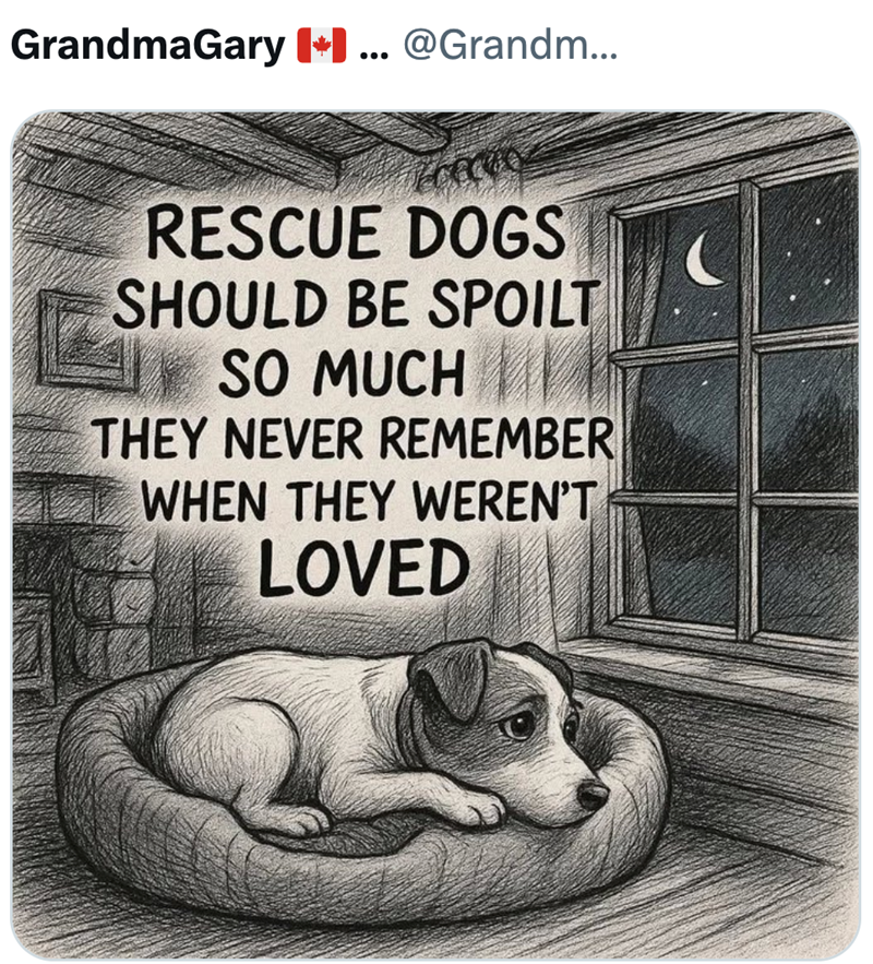 GrandmaGary ... @Grandm... RESCUE DOGS SHOULD BE SPOILT SO MUCH THEY NEVER REMEMBER WHEN THEY WEREN'T LOVED