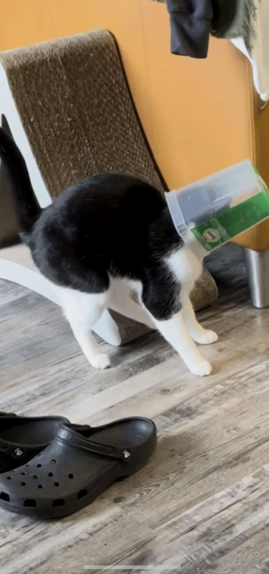 Cheezburger Image 10613060352