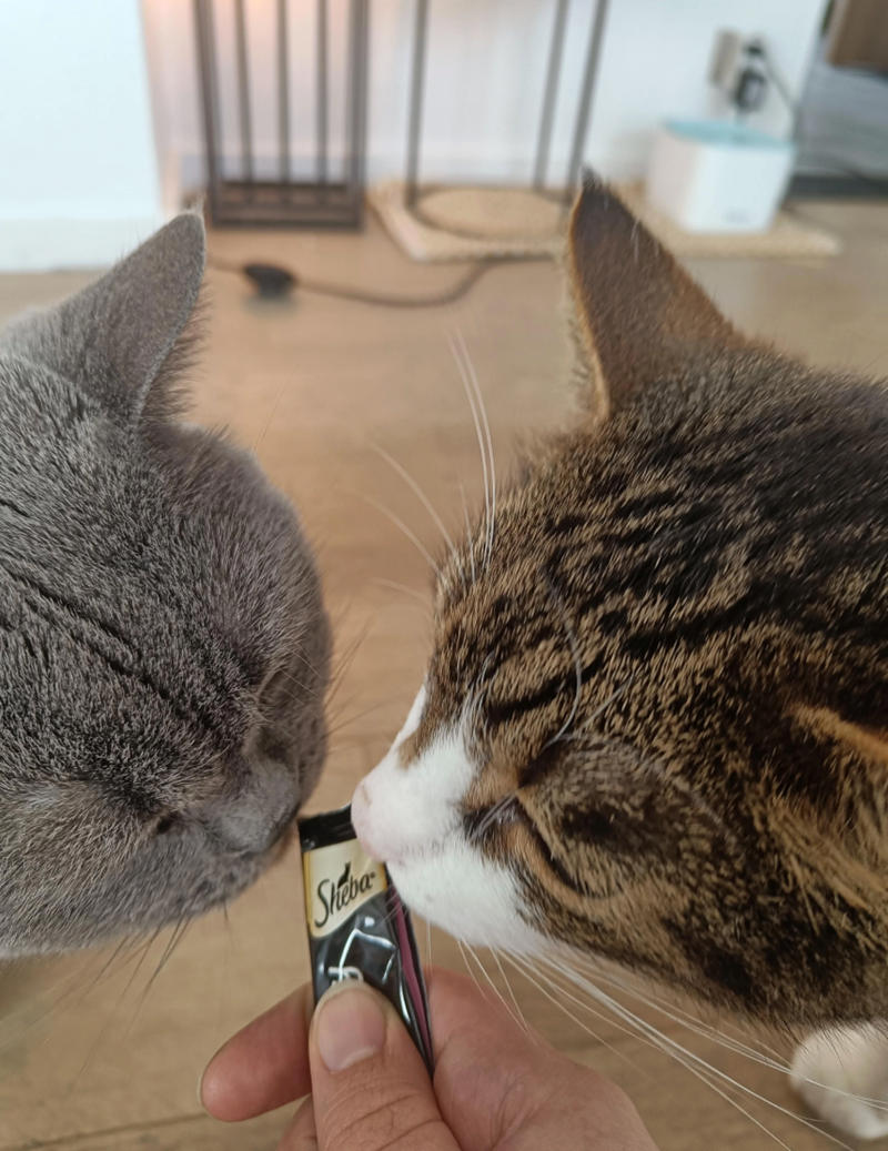 Cheezburger Image 10613062912