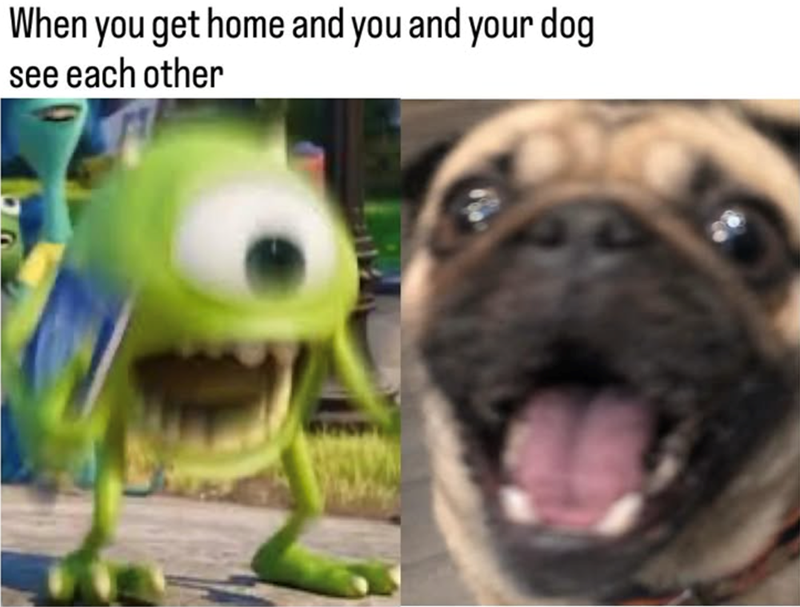 When you get home and you and your dog see each other