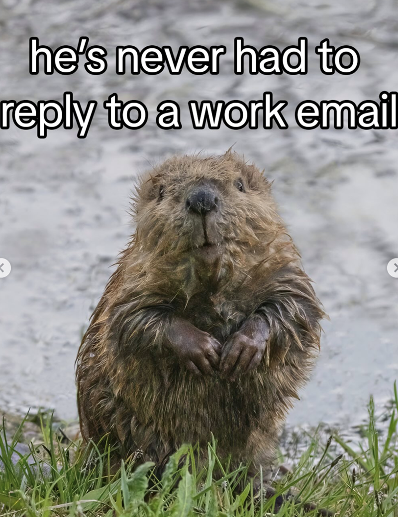 he's never had to reply to a work email