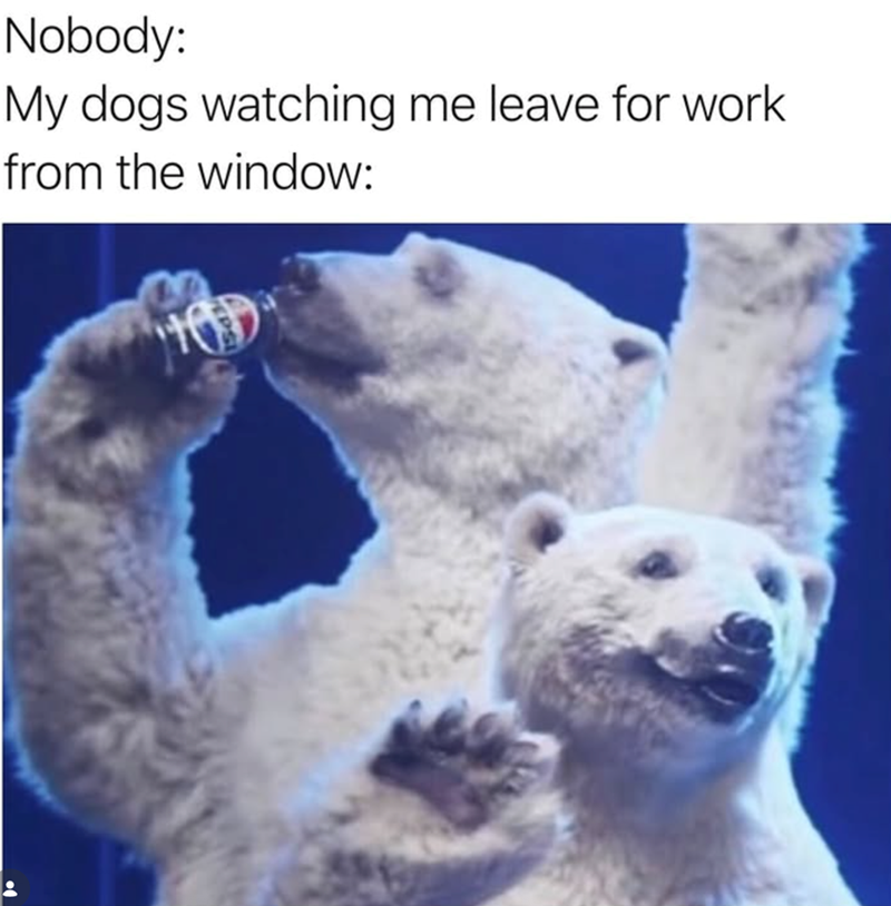 Nobody: My dogs watching me leave for work from the window: