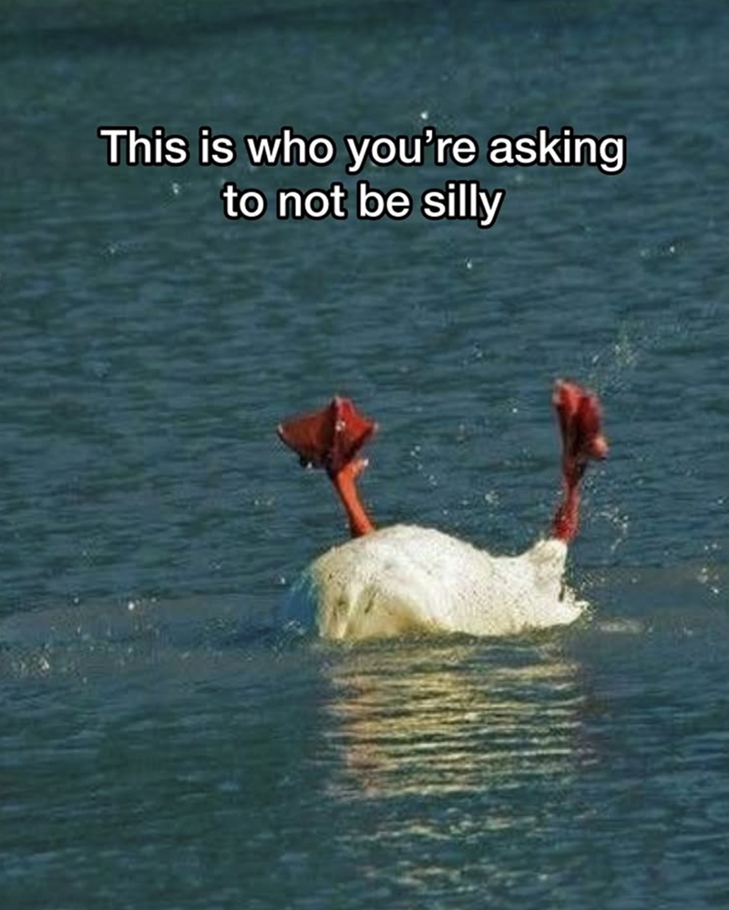 This is who you're asking to not be silly