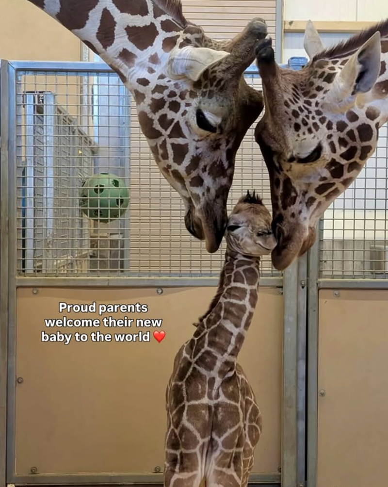 Proud parents welcome their new baby to the world