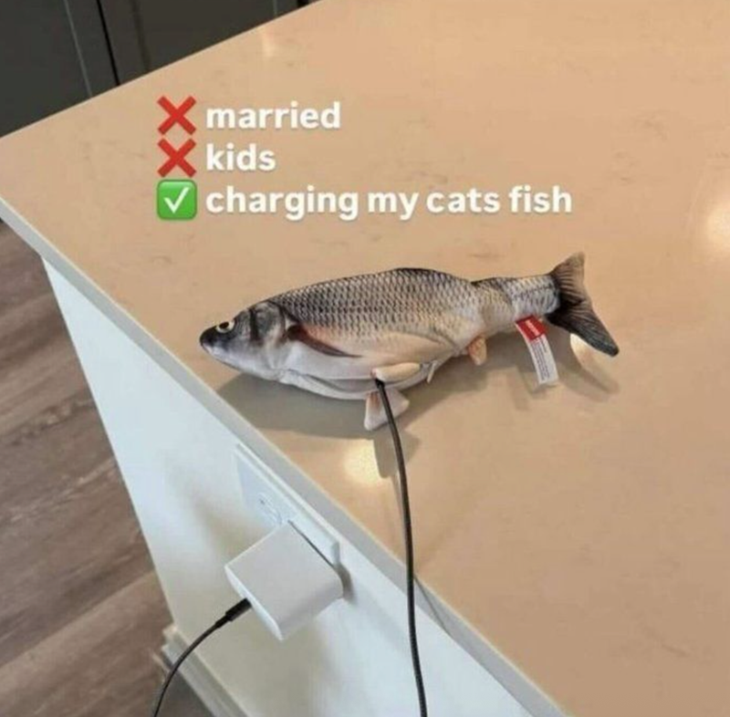 married kids charging my cats fish