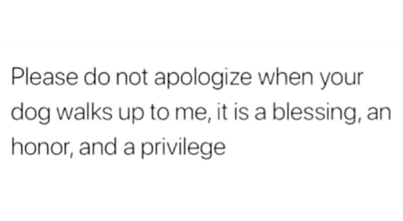 Please do not apologize when your dog walks up to me, it is a blessing, an honor, and a privilege