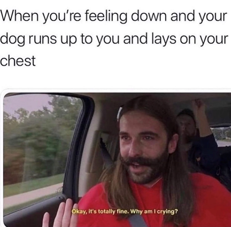 When you're feeling down and your dog runs up to you and lays on your chest Okay, it's totally fine. Why am I crying?