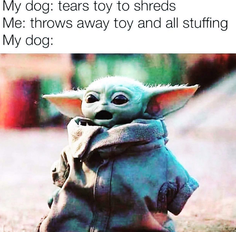 My dog: tears toy to shreds Me: throws away toy and all stuffing My dog:
