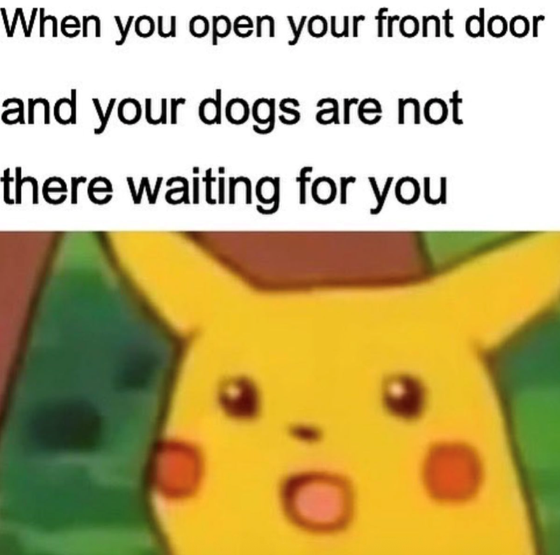 When you open your front door and your dogs are not there waiting for you