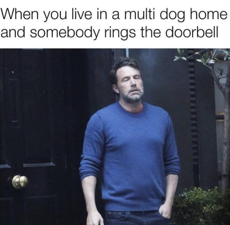 When you live in a multi dog home and somebody rings the doorbell