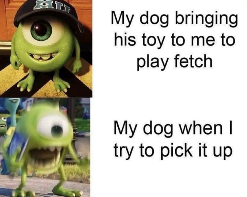 My dog bringing his toy to me to play fetch My dog when I try to pick it up
