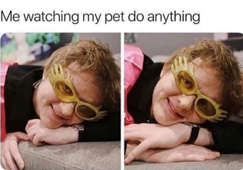 Me watching my pet do anything