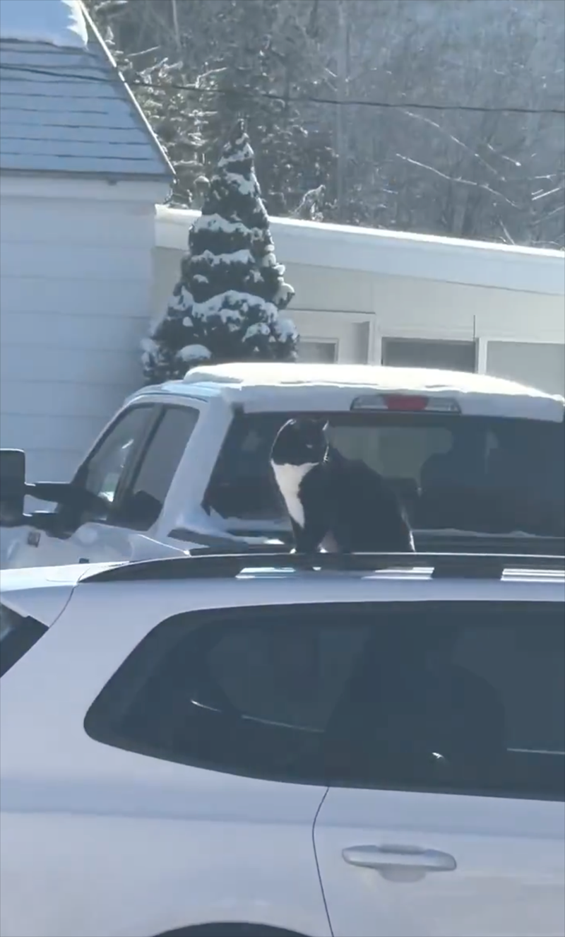 Cheezburger Image 10613075712