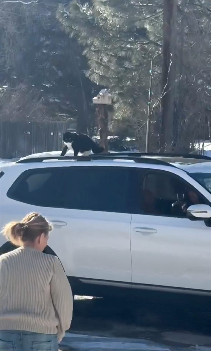 Cheezburger Image 10613076224