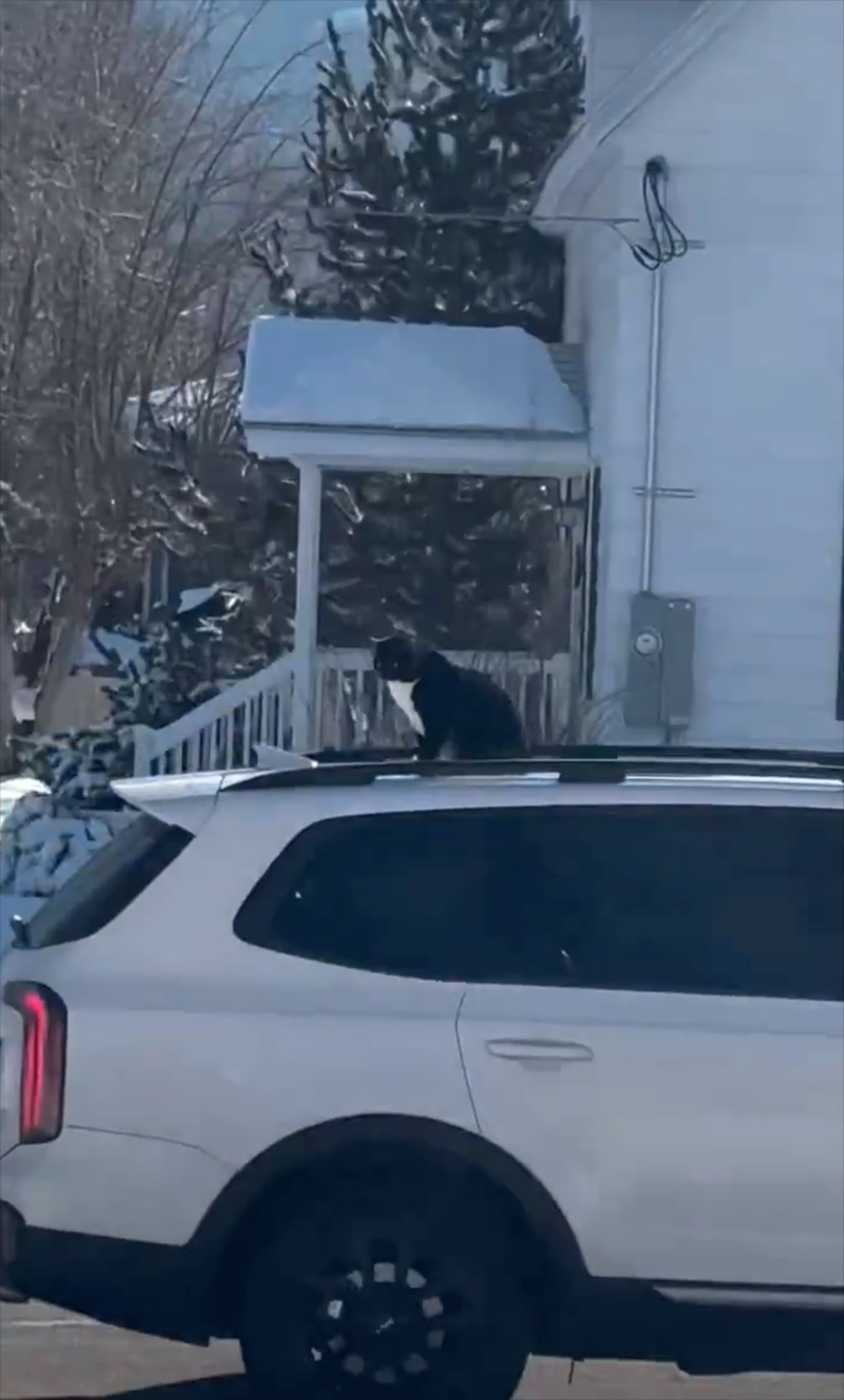 Cheezburger Image 10613076736