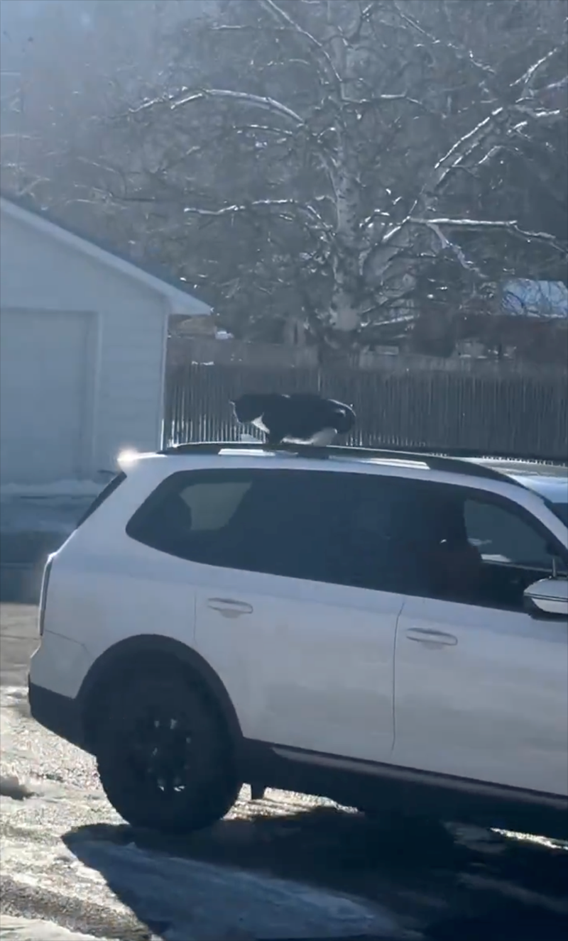 Cheezburger Image 10613076992