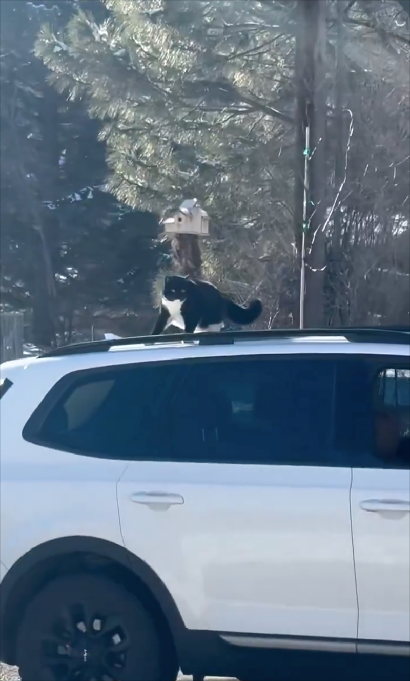 Cheezburger Image 10613077248