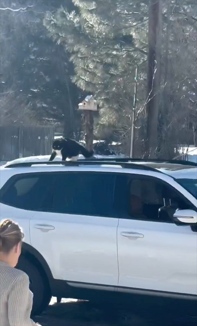 Cheezburger Image 10613077504