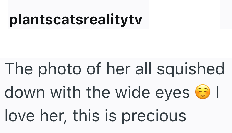 plantscatsrealitytv The photo of her all squished down with the wide eyes | love her, this is precious