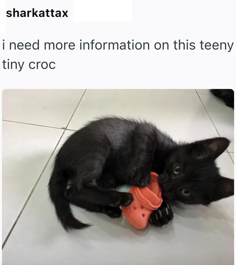 sharkattax i need more information on this teeny tiny croc