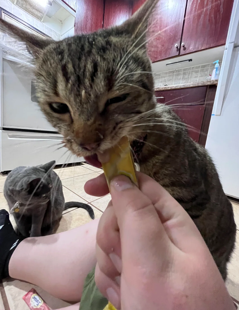 Cheezburger Image 10613096960