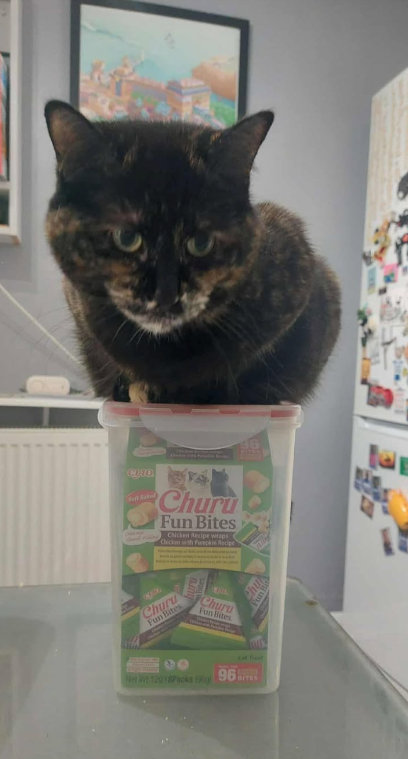 CHO Soft Baked Churu Fun Bites Chicken Recipe wraps Chicken with Pumpkin Recipe CHAO Churu Fun Bites O Churu Fun Bites 46 12/17 Chu Fun Bit Packs 96 Cat Treat