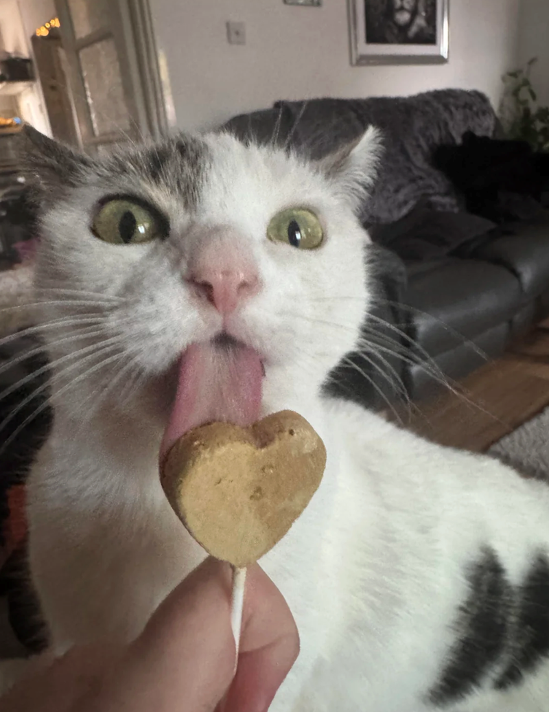 Cheezburger Image 10613097984