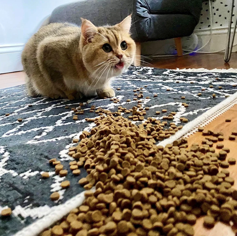 Cheezburger Image 10613099264