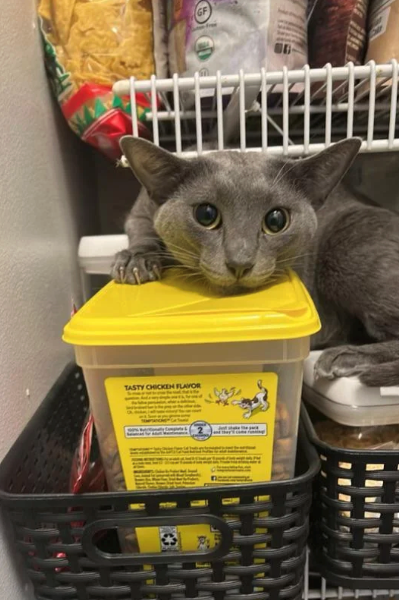 TASTY CHICKEN FLAVOR GF Just shake the sack and they's come fining